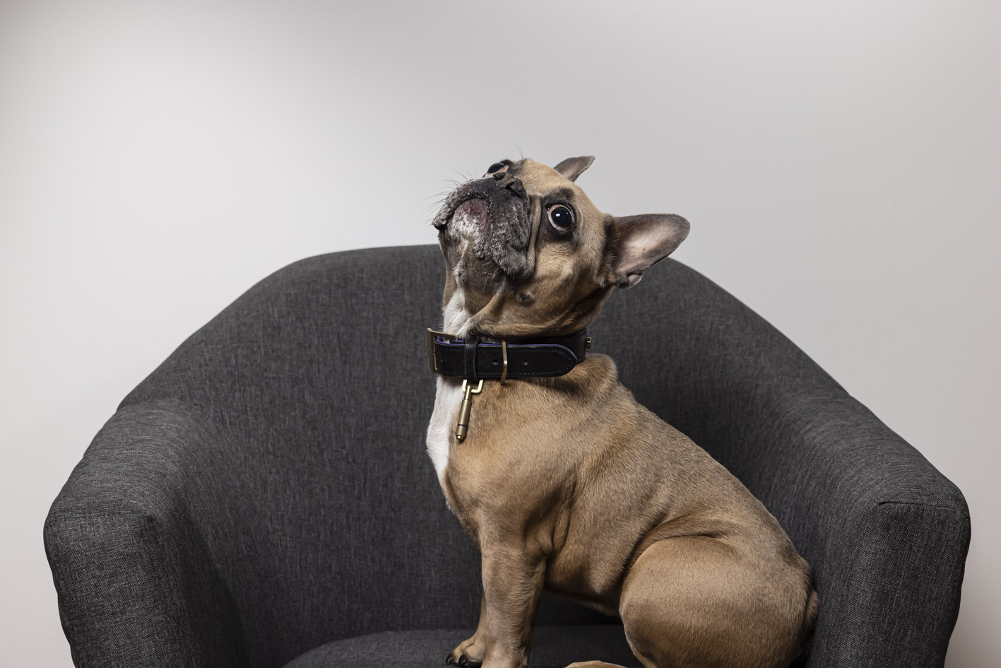 Dora Chadd- Office Mascot